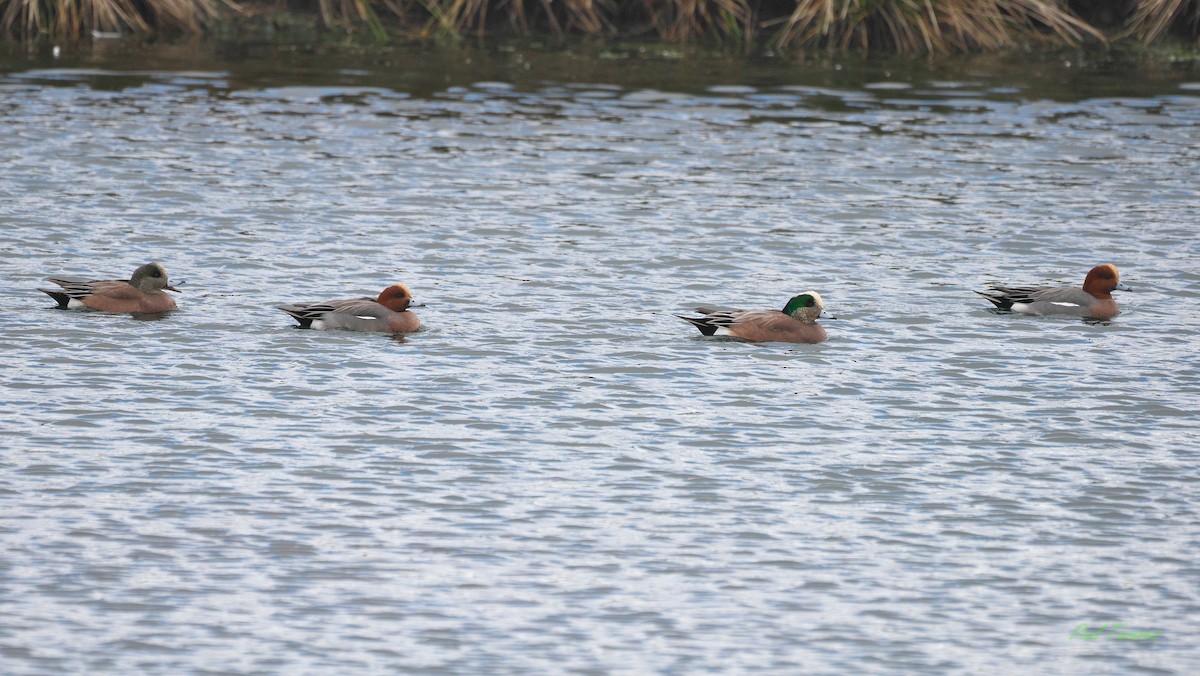 Eurasian Wigeon - ML615865932