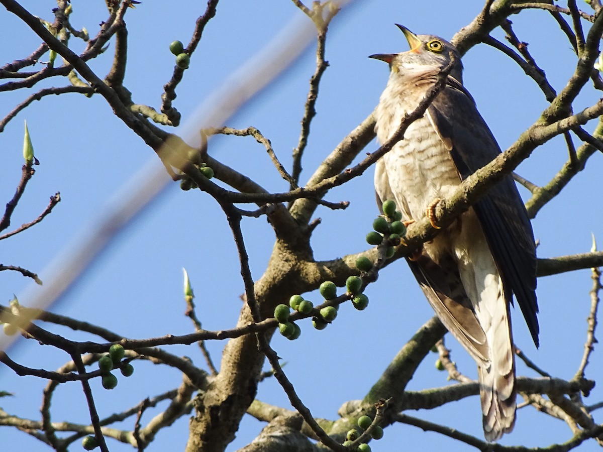 Common Hawk-Cuckoo - ML615865936