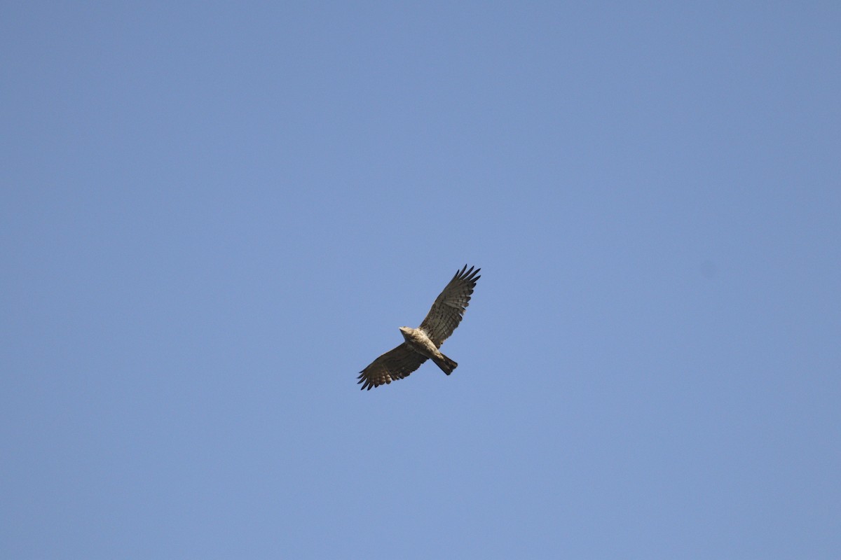 Short-toed Snake-Eagle - ML615865949