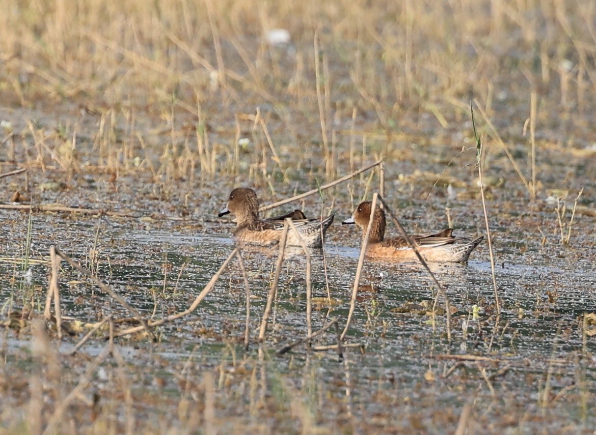 赤頸鴨 - ML615865962