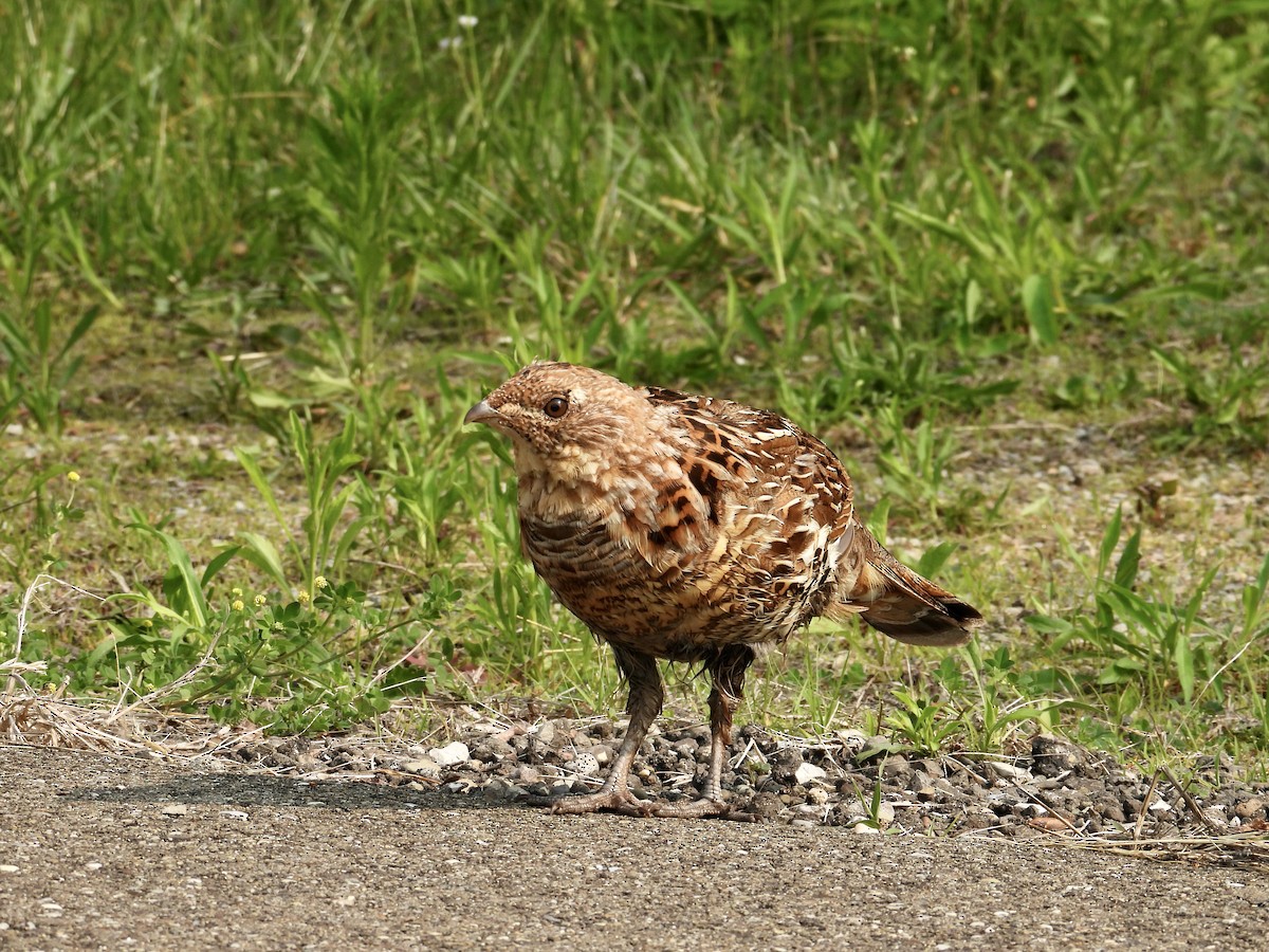 Ruffed Grouse - ML615866003