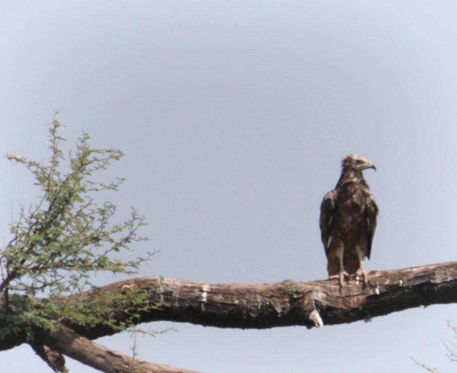 Egyptian Vulture - Sachin Prajapati
