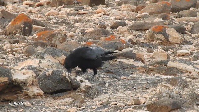 Common Raven - ML615866078