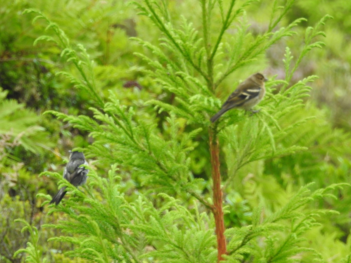 Azores Chaffinch - ML615866194