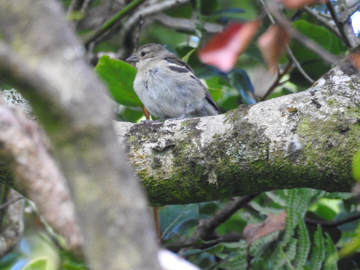 Azores Chaffinch - ML615866195