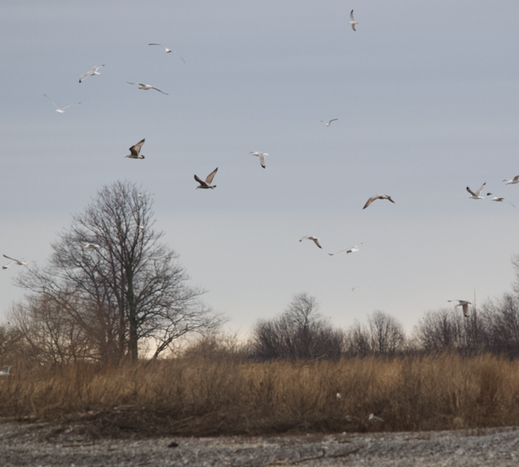 Ring-billed Gull - ML615866217