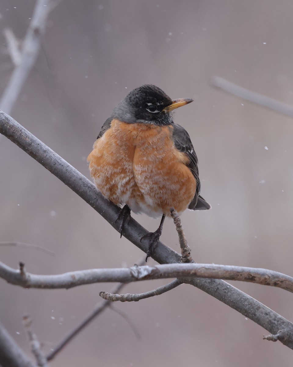 American Robin - Mark Sak