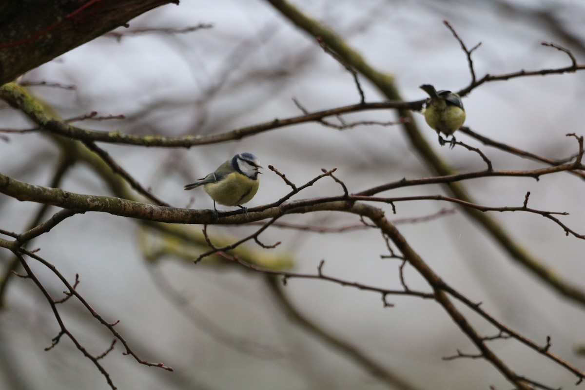 Eurasian Blue Tit - ML615866371