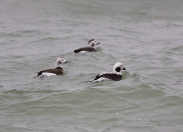 Long-tailed Duck - ML615866378