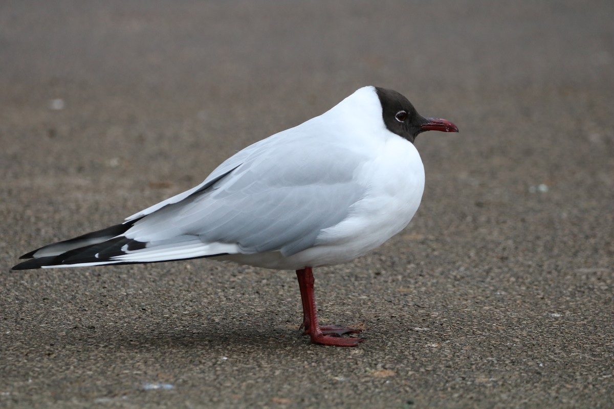 Black-headed Gull - ML615866418