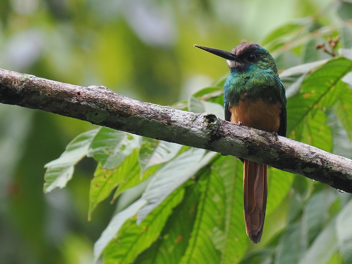 White-chinned Jacamar - ML615866419