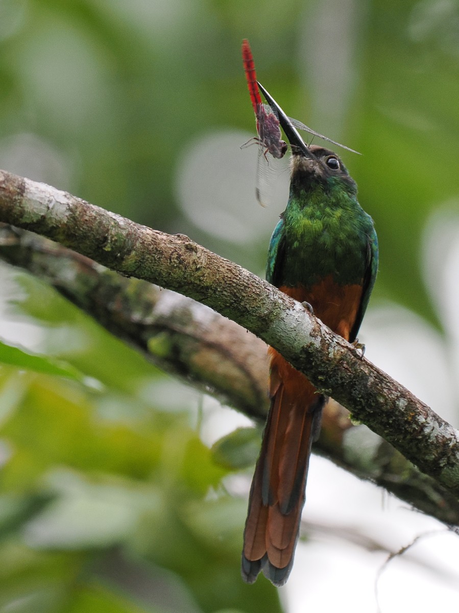 White-chinned Jacamar - Ben Jesup