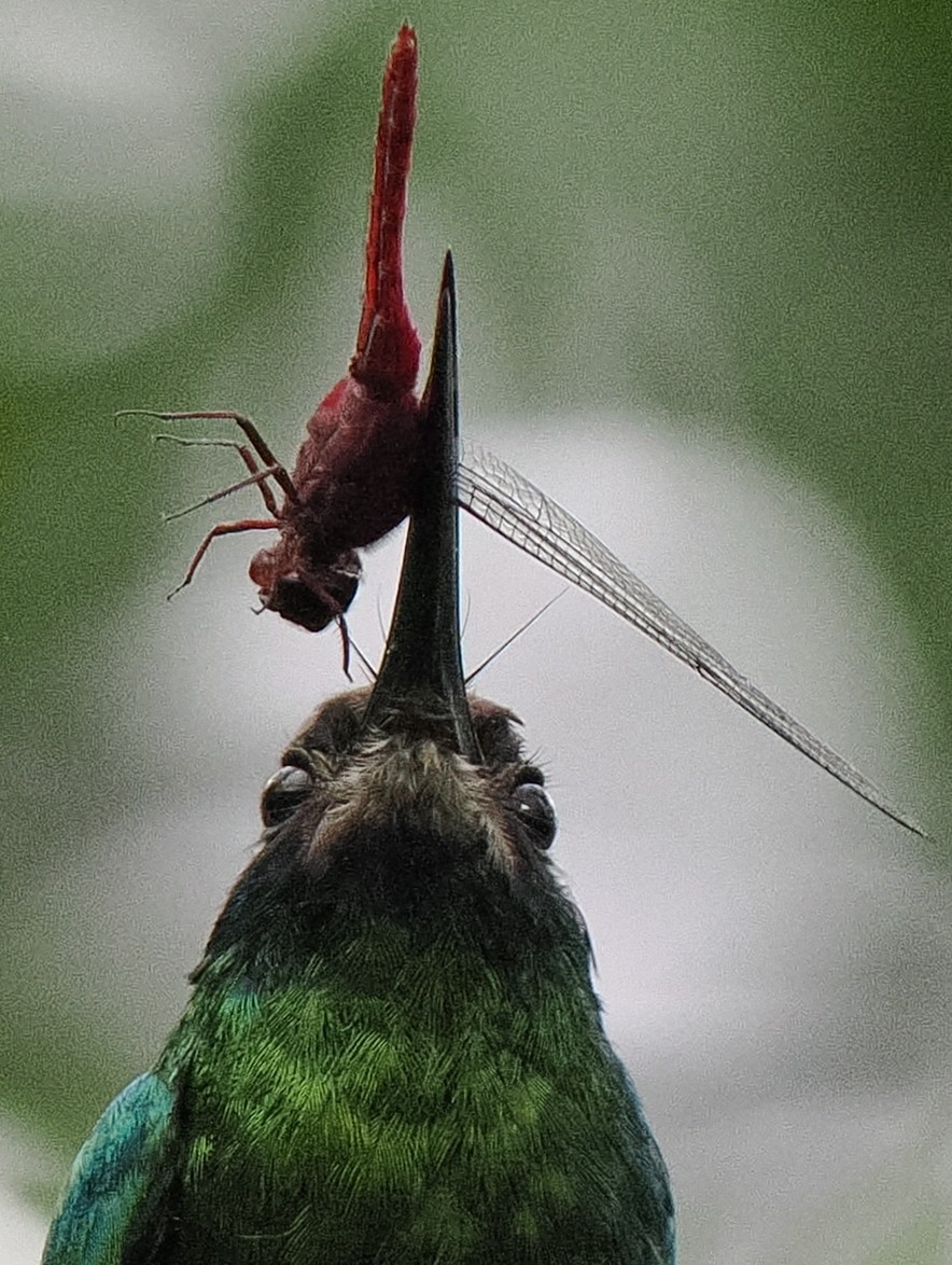 White-chinned Jacamar - Ben Jesup