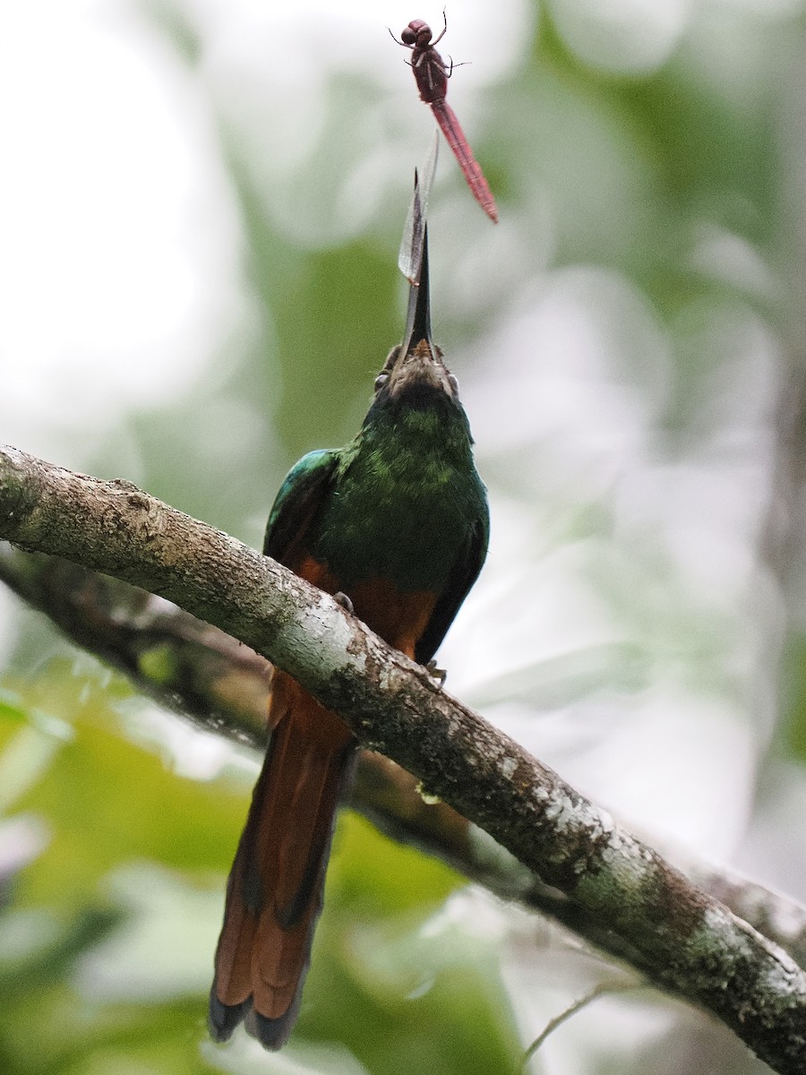 White-chinned Jacamar - Ben Jesup