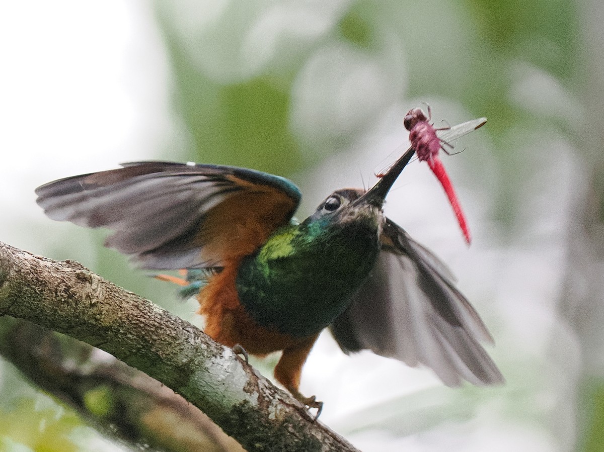 White-chinned Jacamar - ML615866432