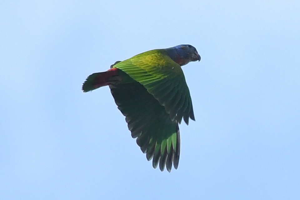 Blue-headed Parrot - Kiah R. Jasper