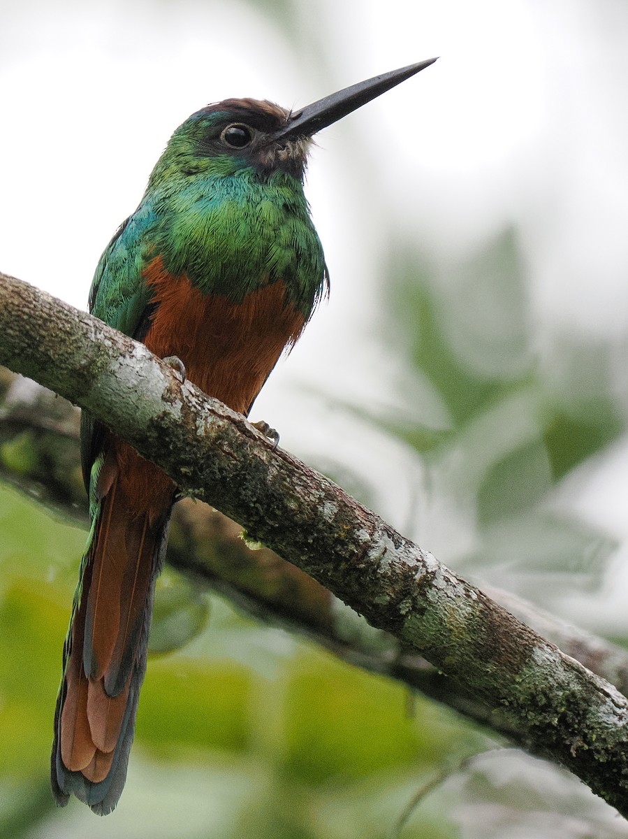 White-chinned Jacamar - Ben Jesup