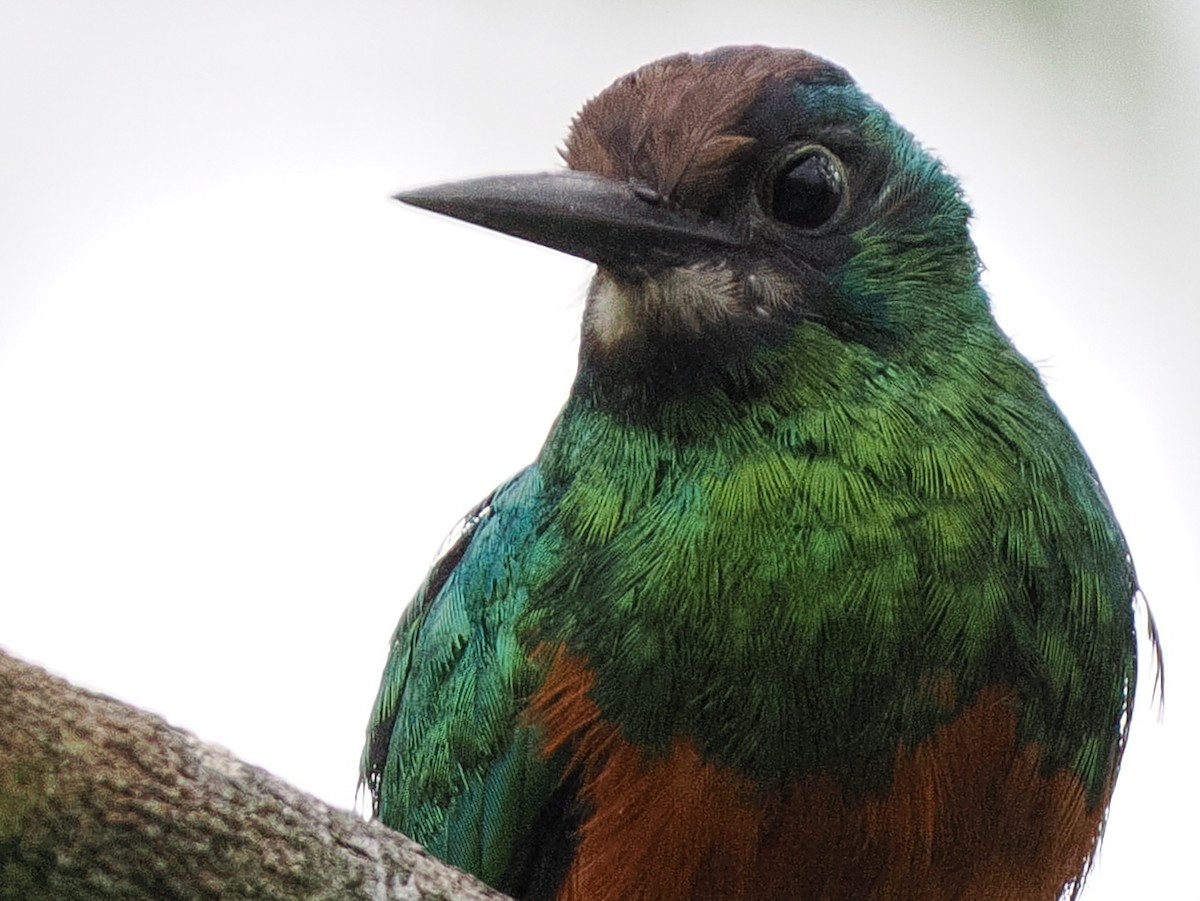 White-chinned Jacamar - Ben Jesup