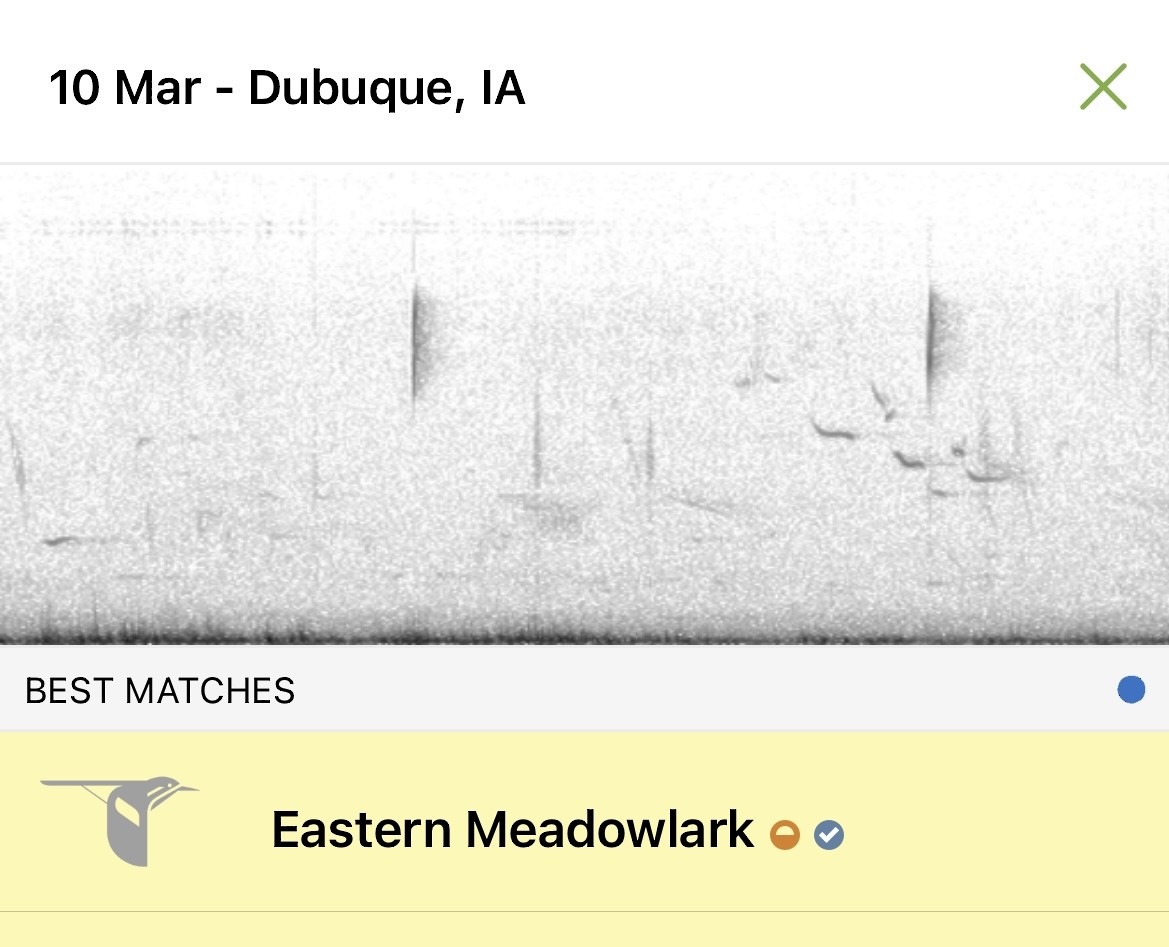 Eastern Meadowlark - ML615866457