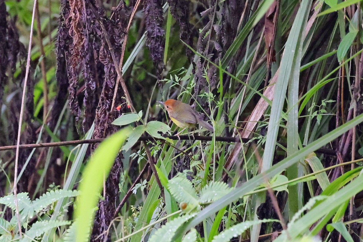 Rufous-headed Tailorbird - ML615866475