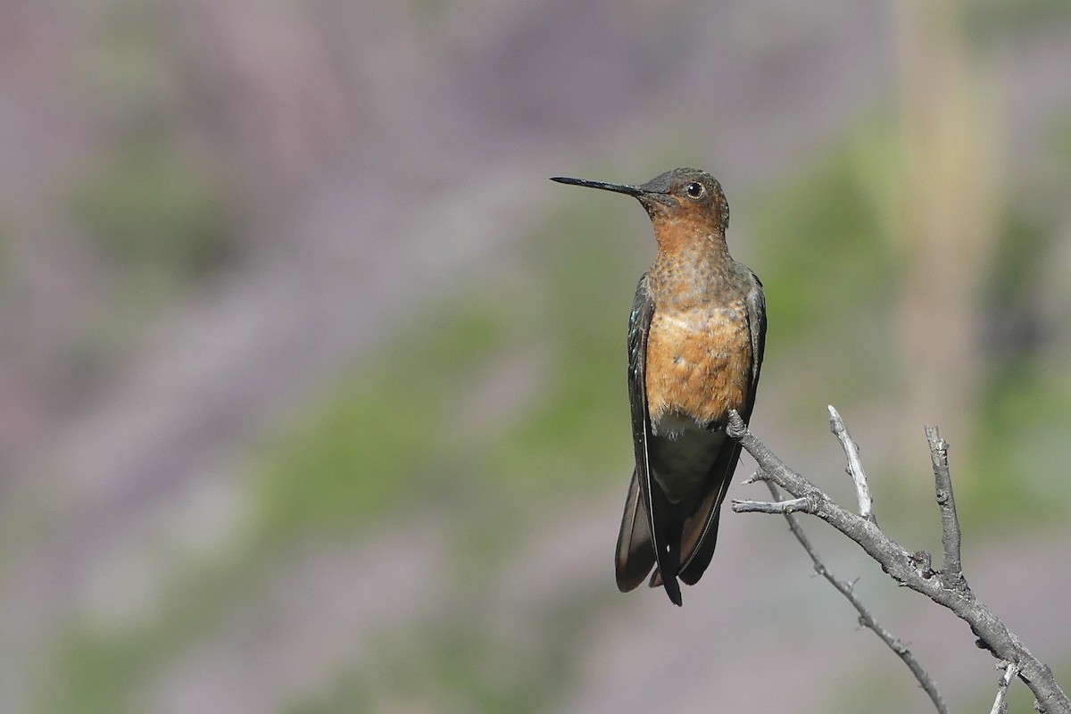 Giant Hummingbird - Jorge  Quiroga