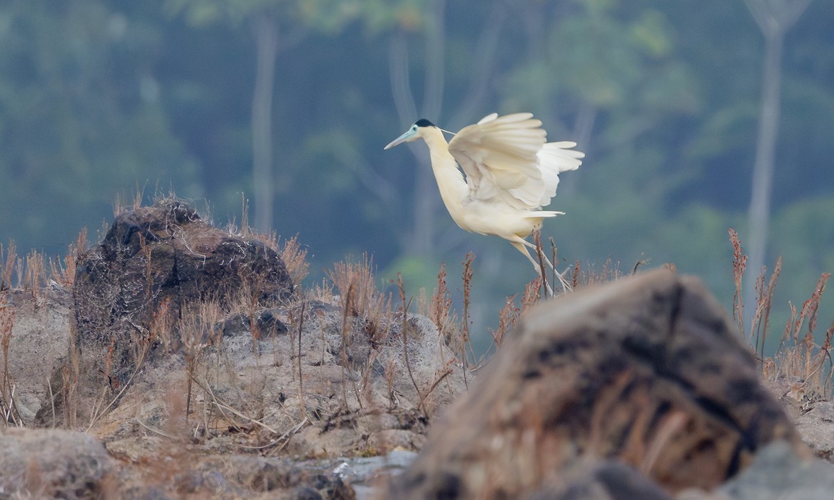 Capped Heron - ML615866537