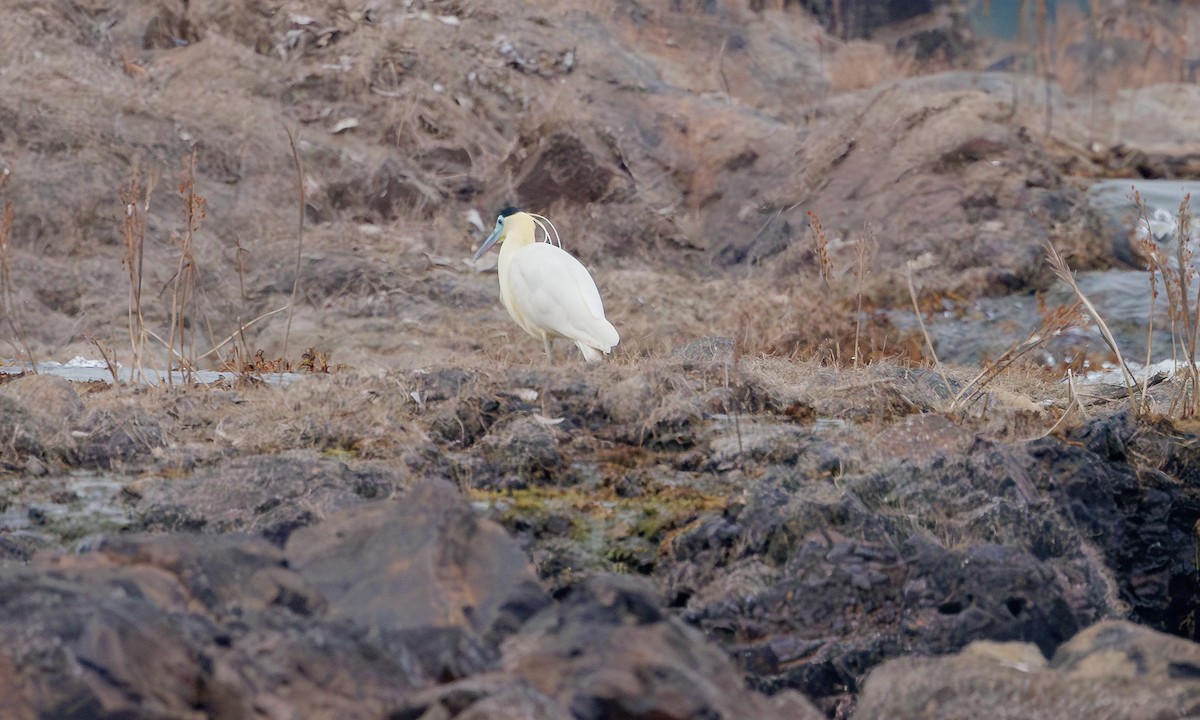 Capped Heron - ML615866539