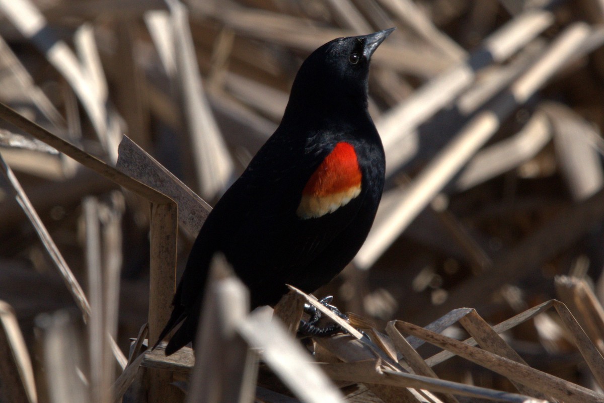 Red-winged Blackbird - ML615866619