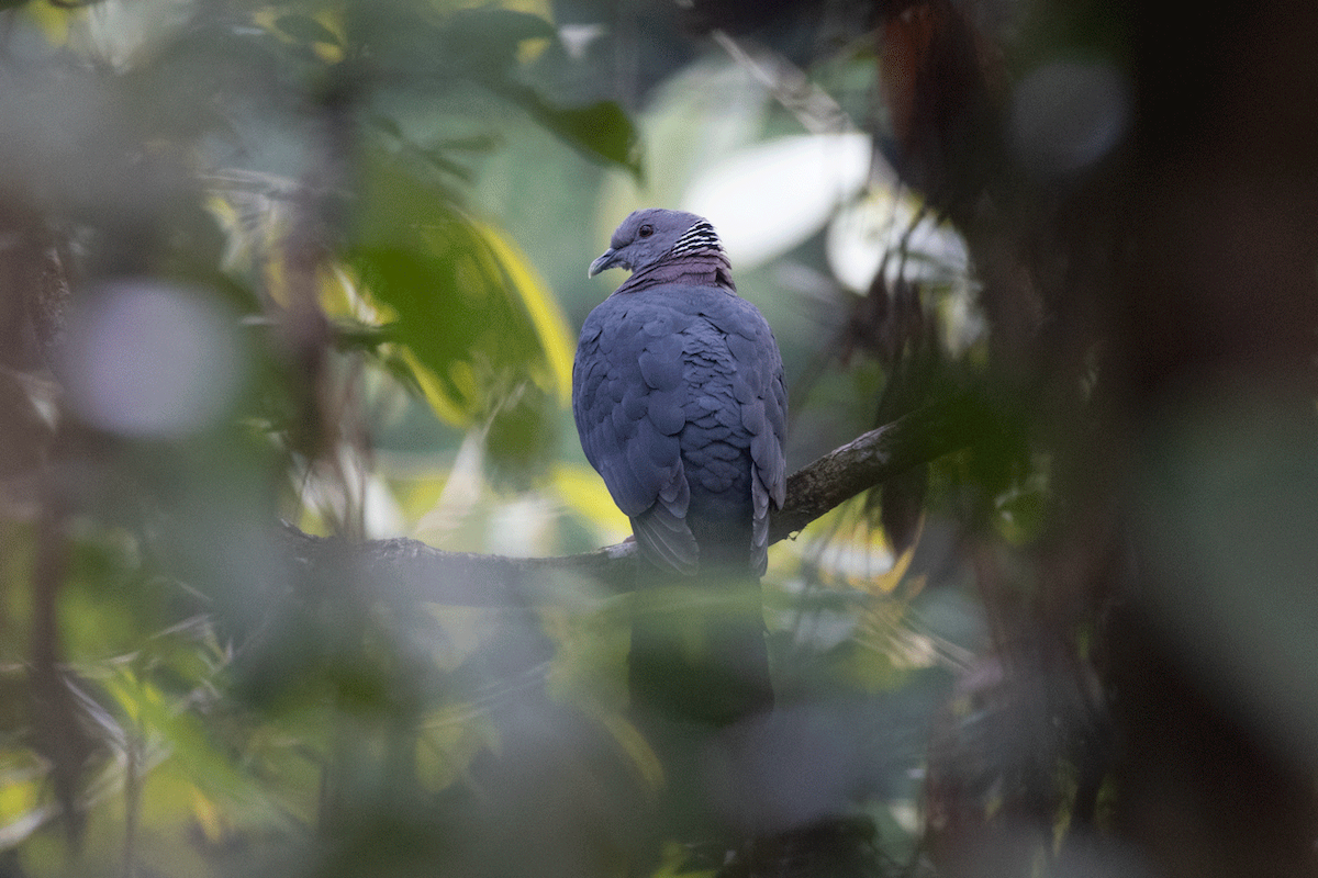 Sri Lanka Wood-Pigeon - Ravi Darshana