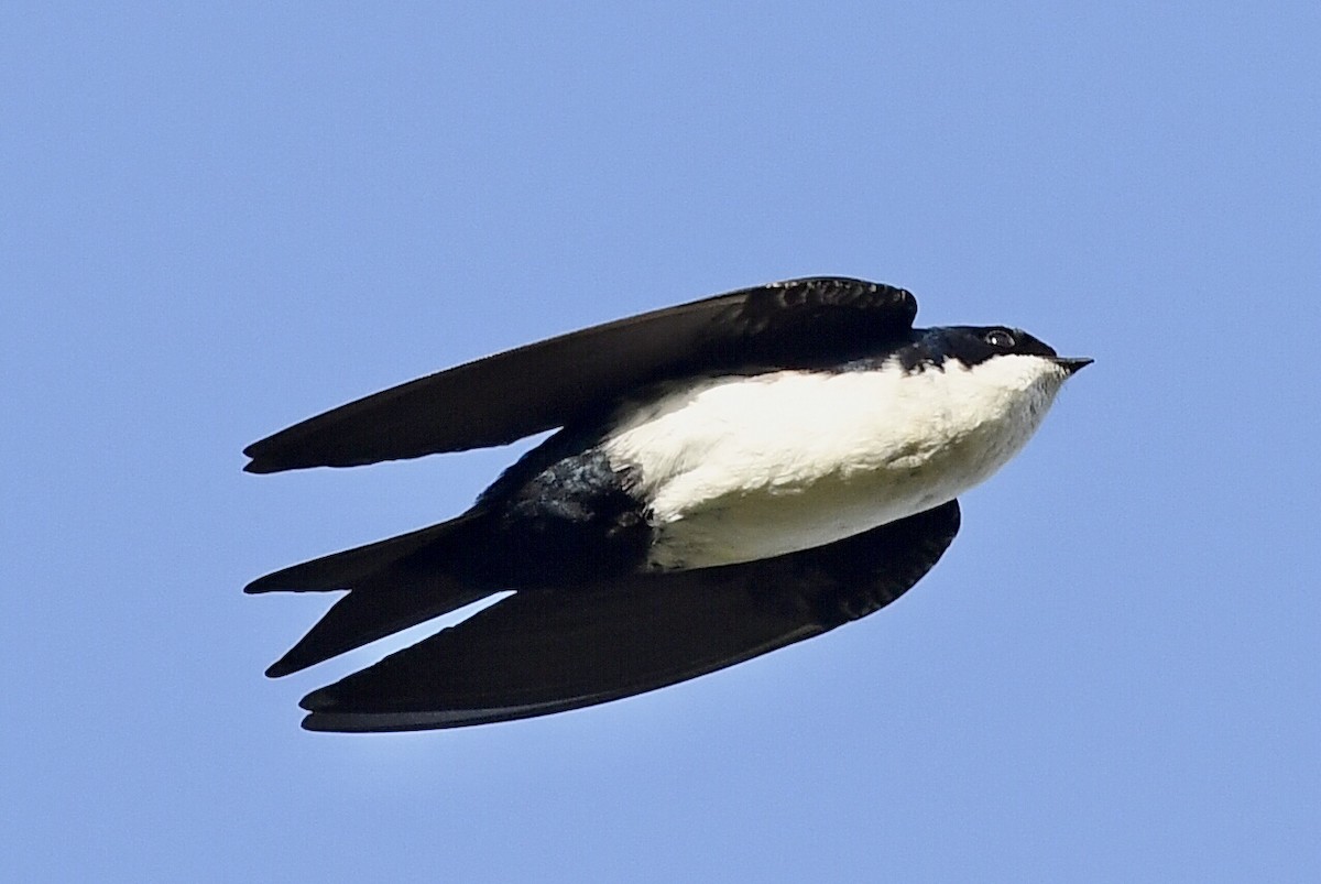 Blue-and-white Swallow - Kiah R. Jasper