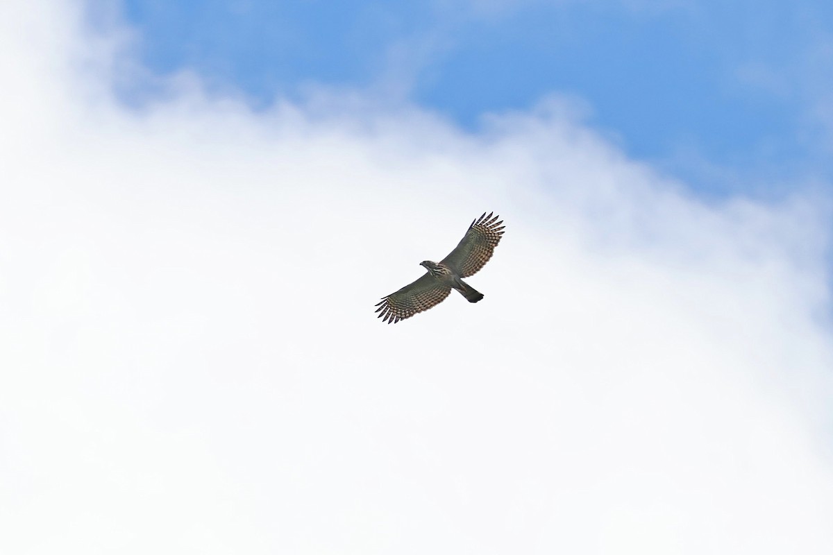 Pinsker's Hawk-Eagle - ML615866676