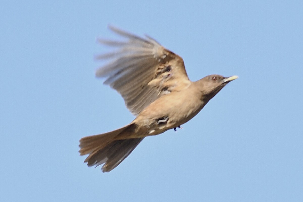 Clay-colored Thrush - Kiah R. Jasper