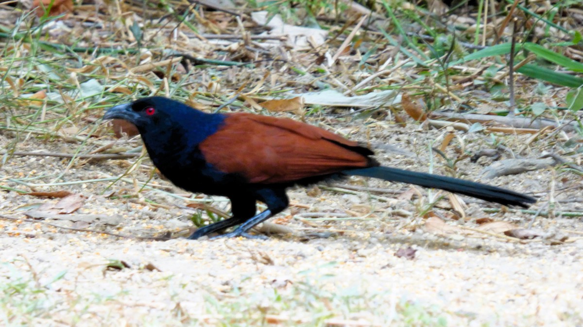 Greater Coucal - ML615866700