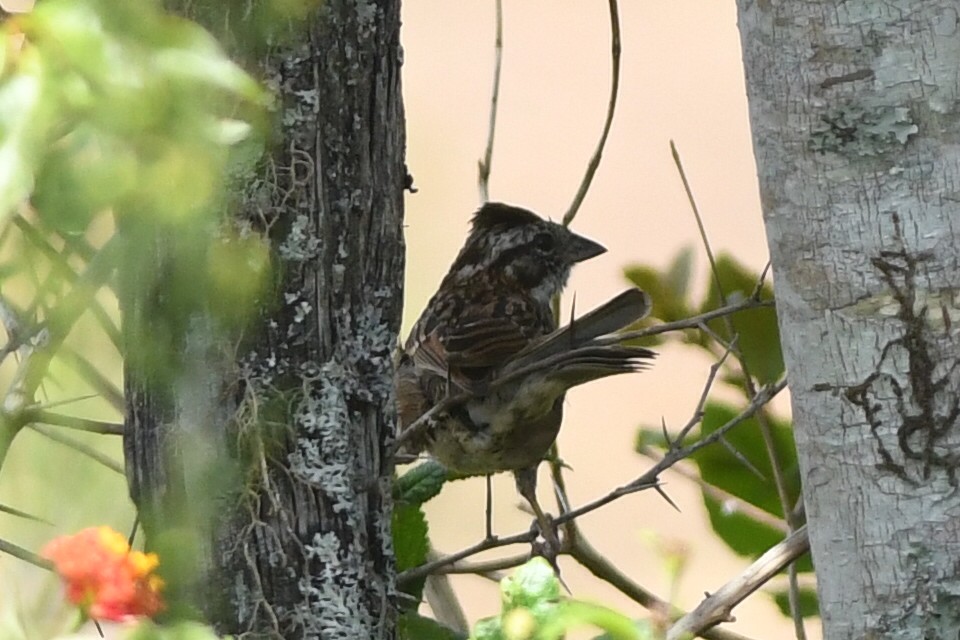 Rufous-collared Sparrow - Kiah R. Jasper