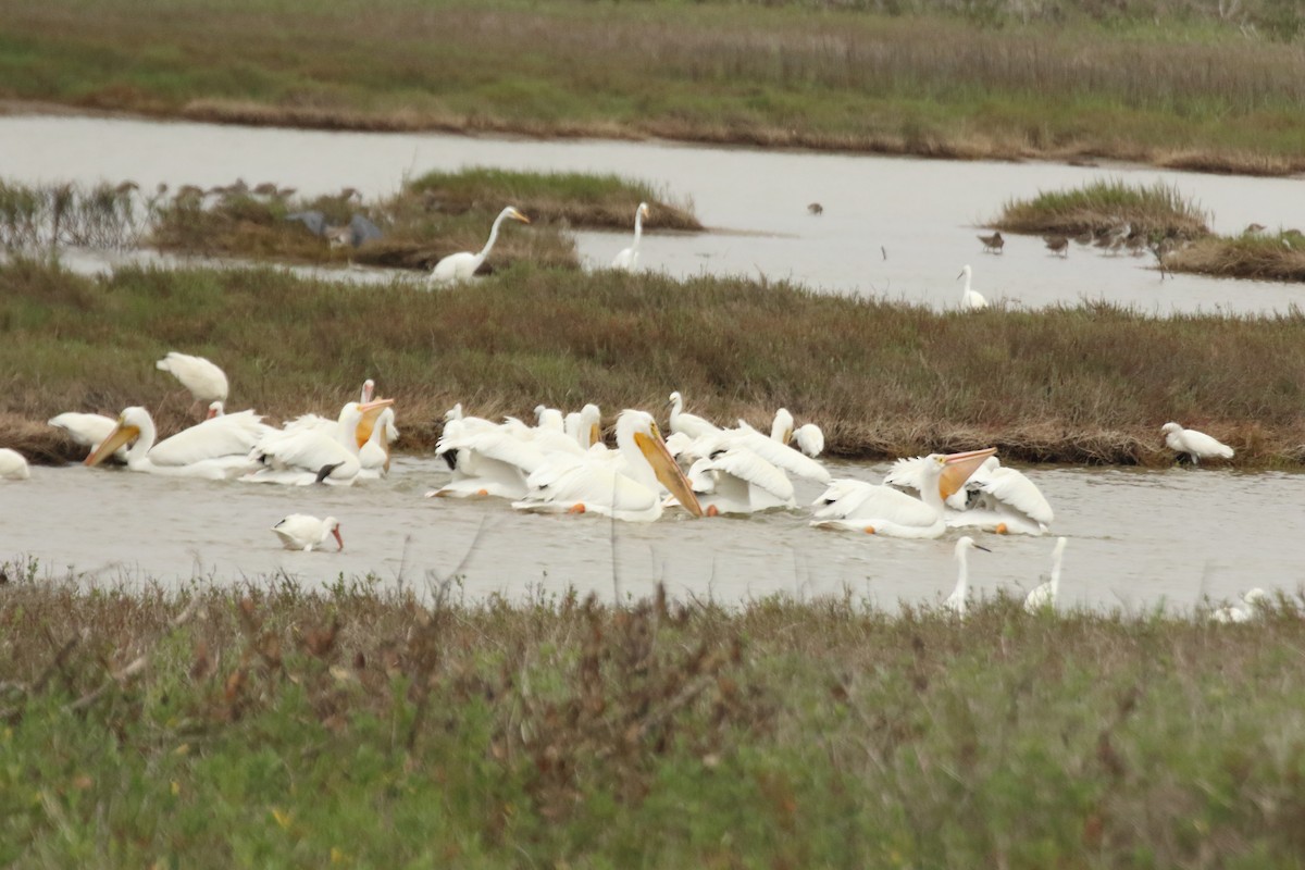 pelikán severoamerický - ML615866749