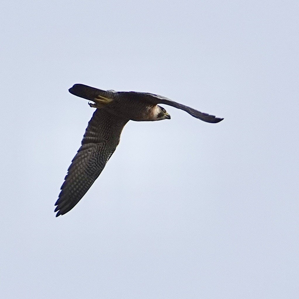 Red-necked Falcon - ML615866757