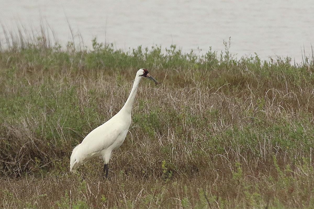 jeřáb americký - ML615866766