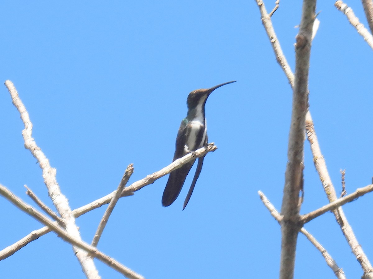 Schwarzbrust-Mangokolibri (nigricollis) - ML615866794