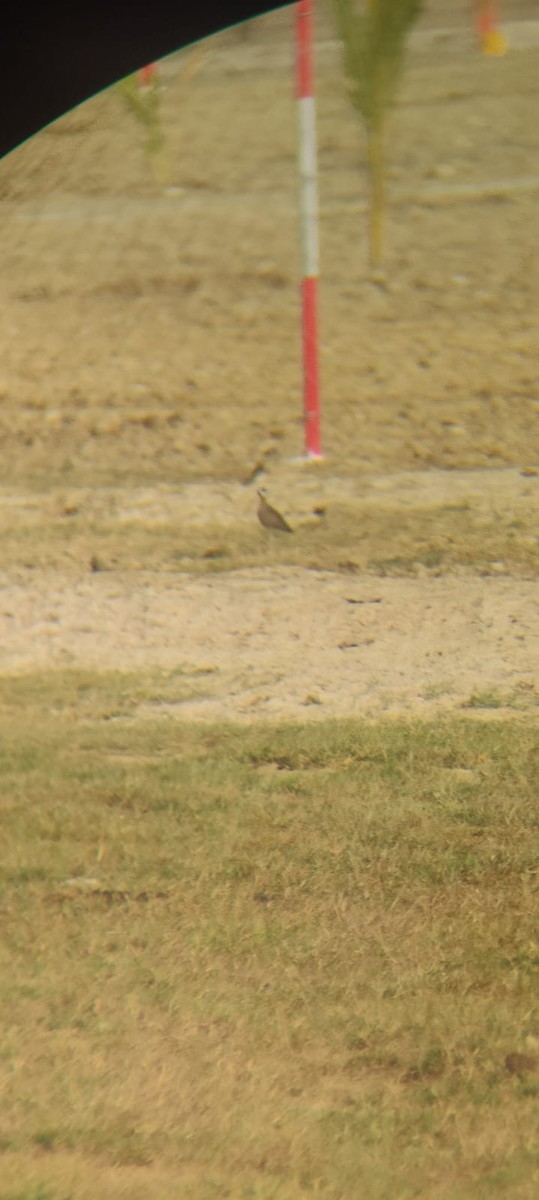 běhulík rezavoprsý - ML615866817