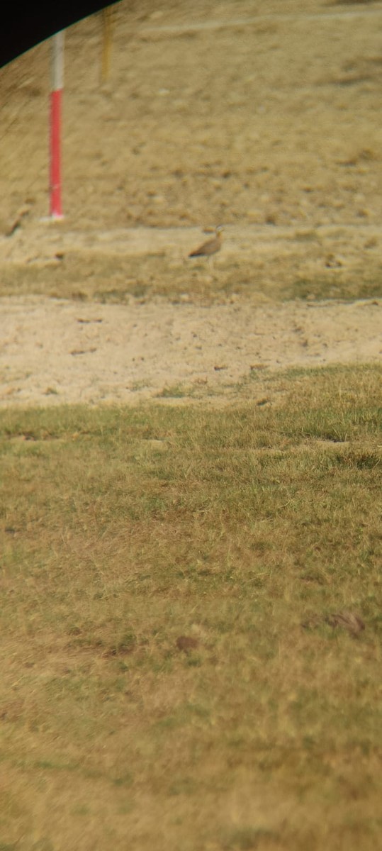 běhulík rezavoprsý - ML615866821