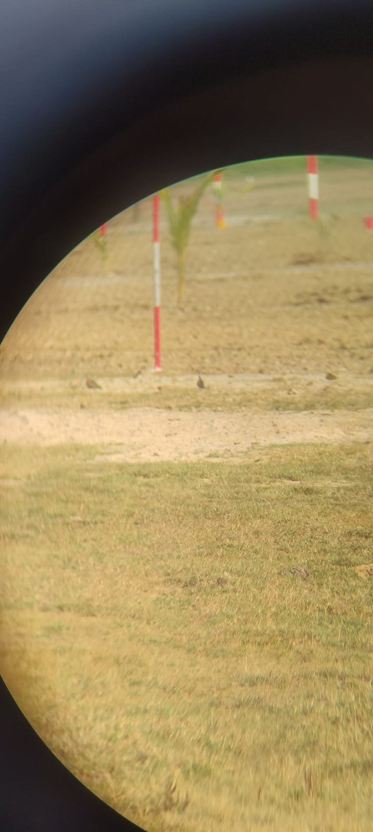 běhulík rezavoprsý - ML615866822