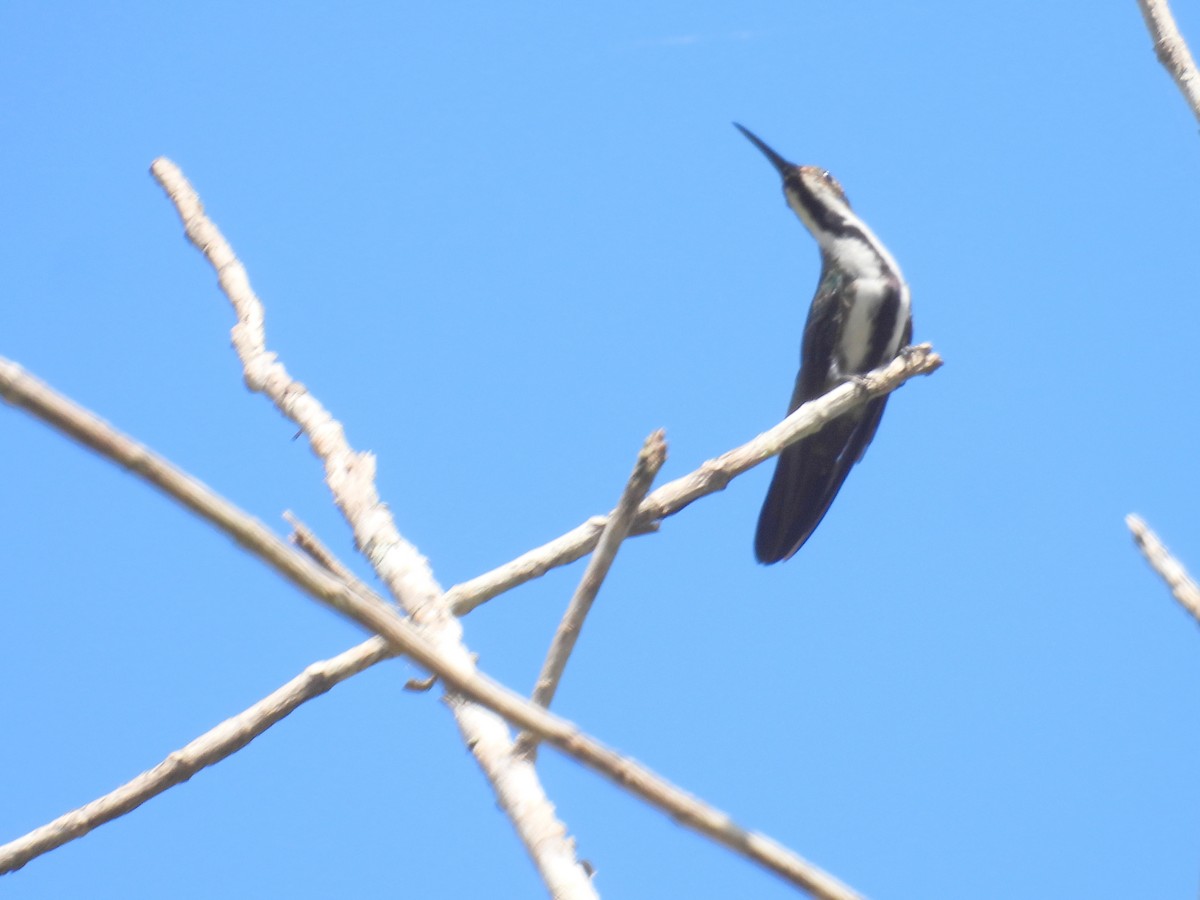 Schwarzbrust-Mangokolibri (nigricollis) - ML615866833