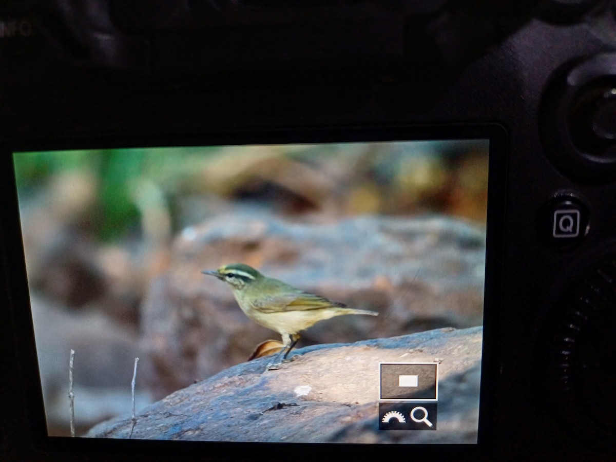 Tytler's Leaf Warbler - Swapnil Thatte