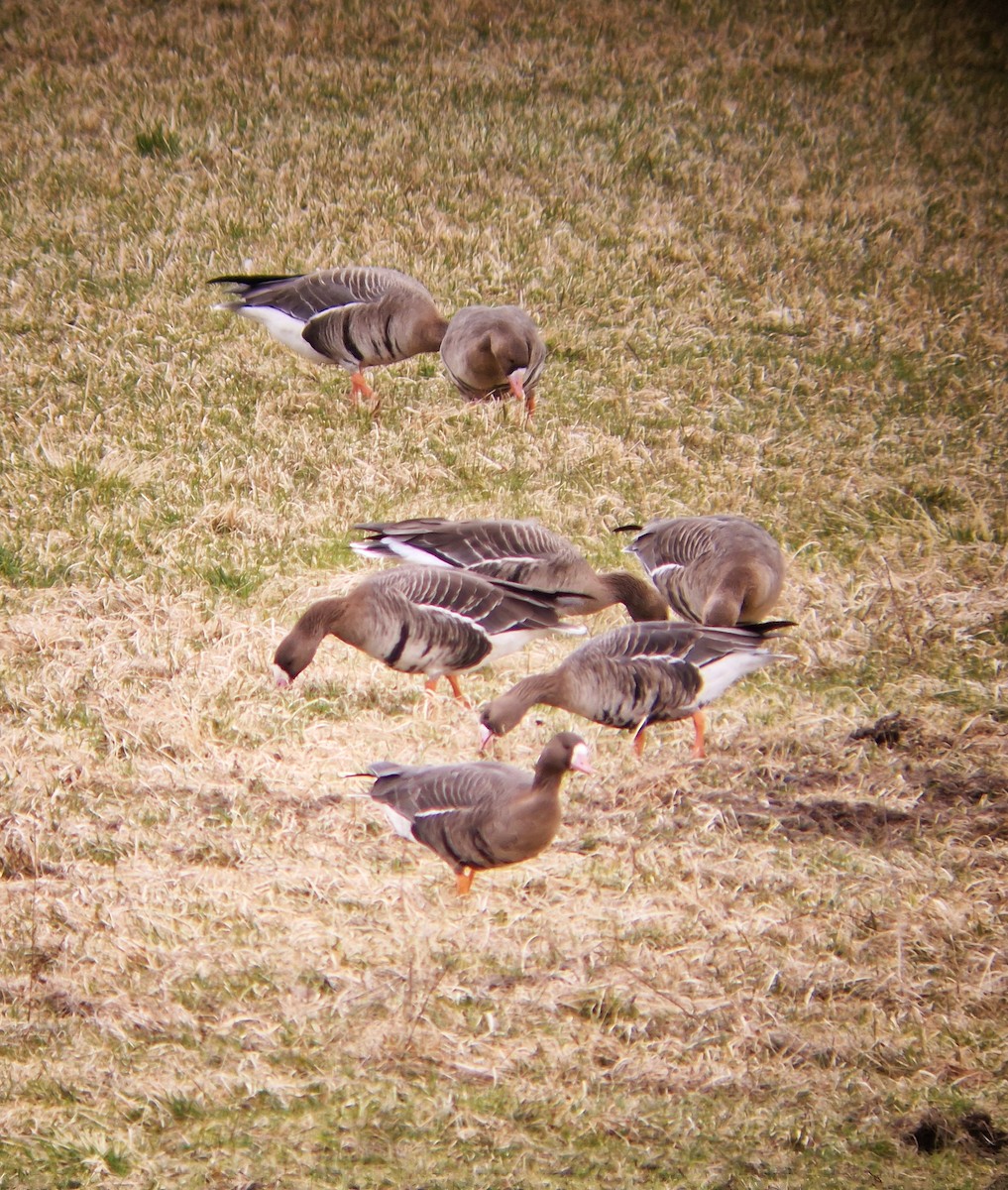 Greater White-fronted Goose - ML615866952