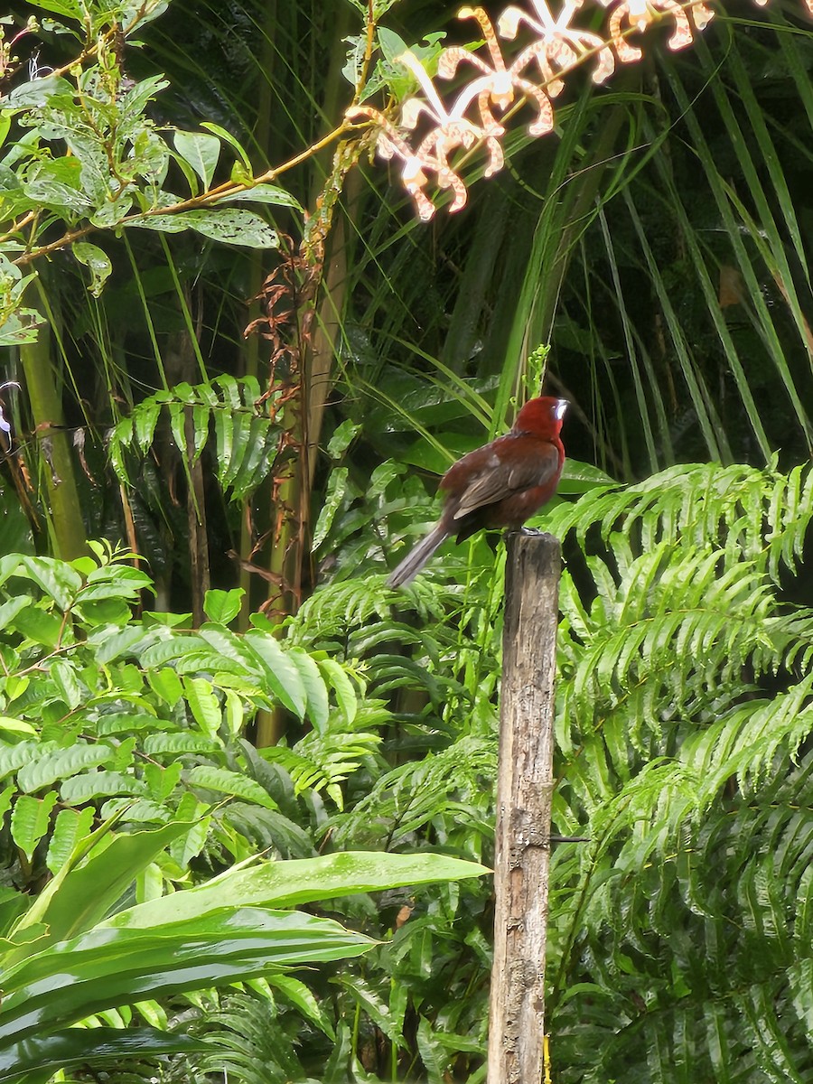 Silver-beaked Tanager - ML615866958