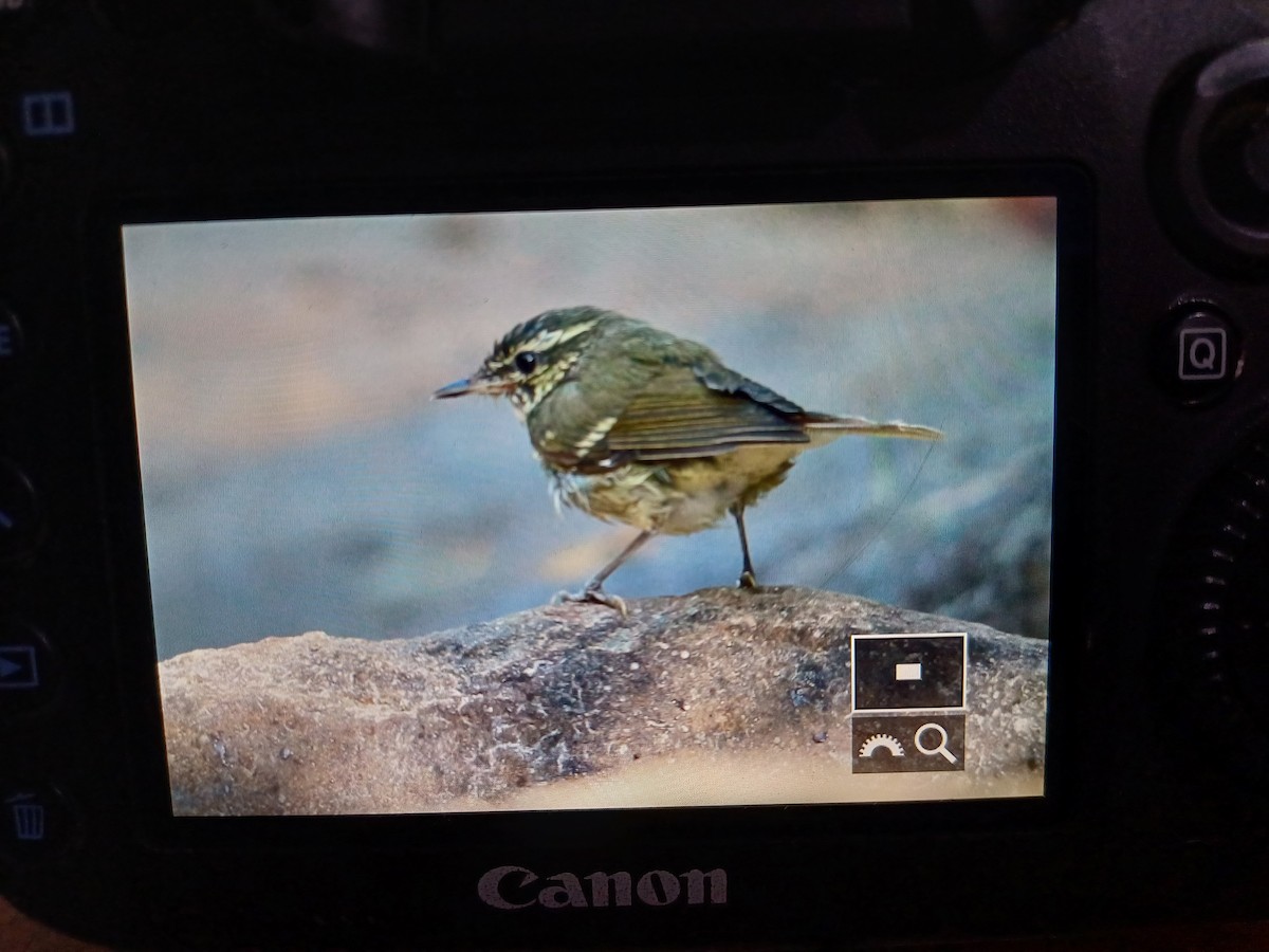 Large-billed Leaf Warbler - Swapnil Thatte