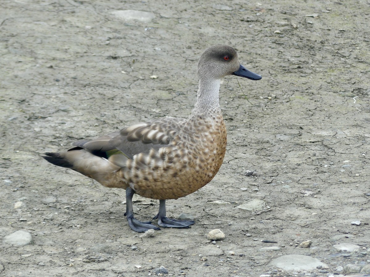 Crested Duck - ML615866997