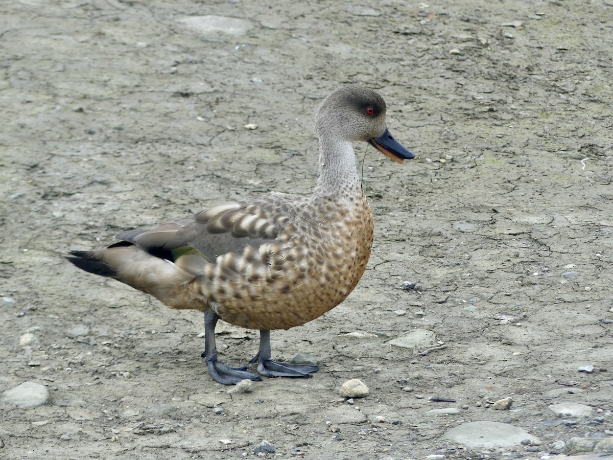 Crested Duck - ML615866998