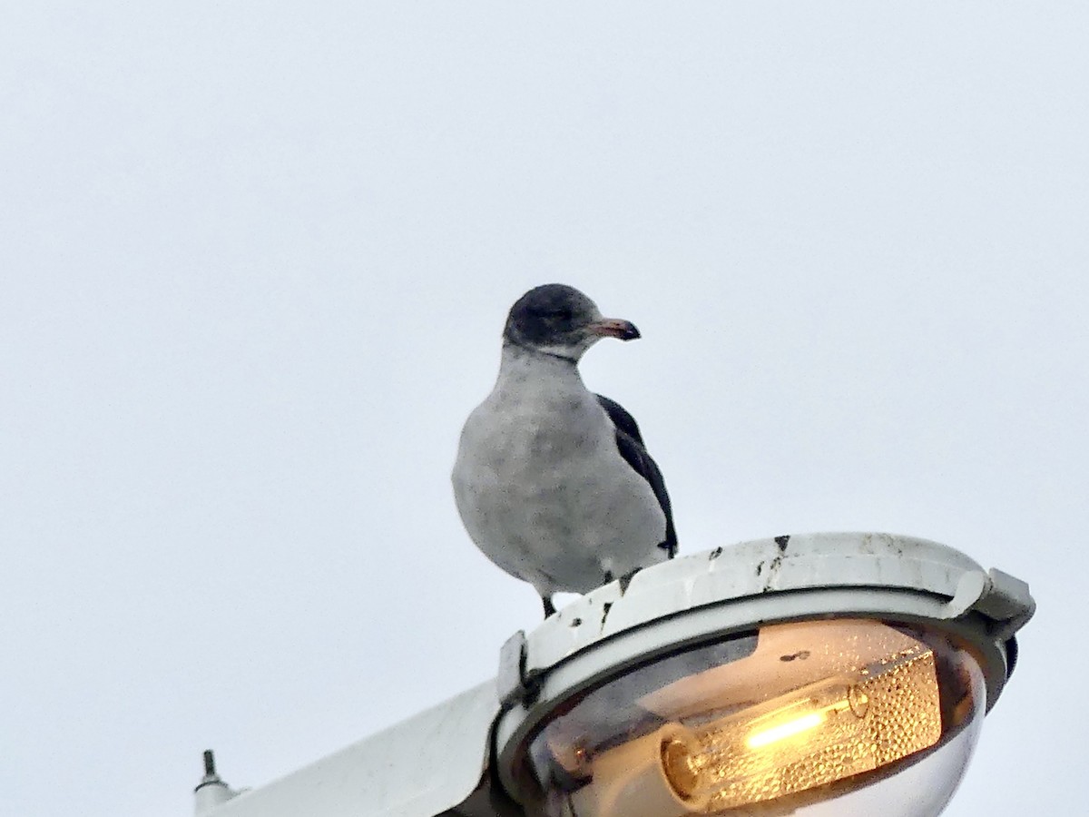 Brown-hooded Gull - ML615867016