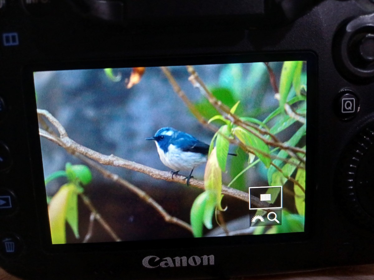 Ultramarine Flycatcher - Swapnil Thatte